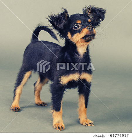 Cute puppy of Russian toy terrier on a gray Cute puppy of Russian toy terrier on a gray 61772917