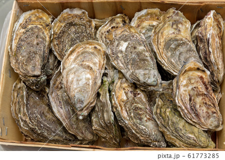 Crate Oysters Crate Oysters 61773285