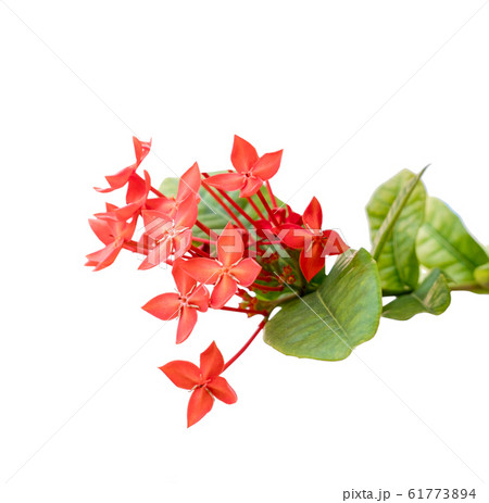 ixora flower, Rauvolfia serpentine, the red 61773894