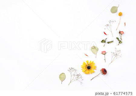 Composition of dry flowers on white background. Composition of dry flowers on white background. 61774575