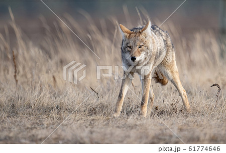 Coyote in Canada Coyote in Canada 61774646