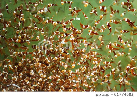 Clown fish in the fish farm Clown fish in the fish farm 61774682