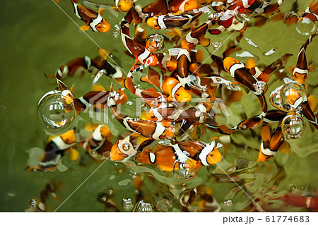 Clown fish in the fish farm 61774683