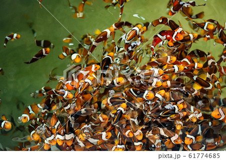 Clown fish in the fish farm 61774685