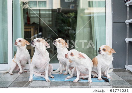 Group of Short-hair Chihuahua sitting and looking Group of Short-hair Chihuahua sitting and looking 61775081