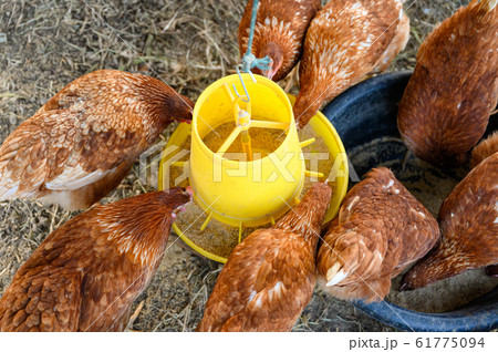 Flock of Hens eating rice bran on yellow tray in 61775094