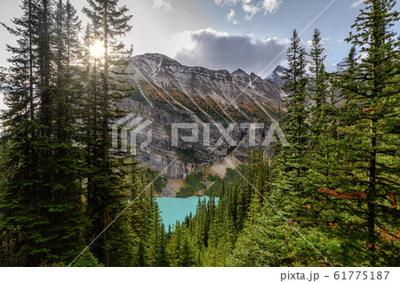 Sunlight through pine forest with rocky mountains 61775187