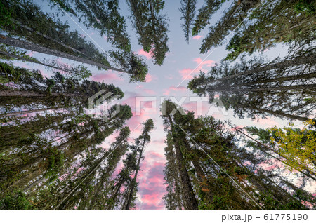 Pine forest with colorful sky in national park at Pine forest with colorful sky in national park at 61775190