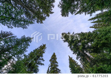 Green pine trees with blue sky in national park Green pine trees with blue sky in national park 61775203