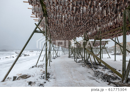 Cod fish headless drying on wooden racks in winter 61775304