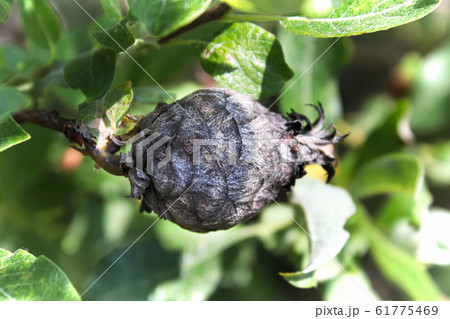 Closeup of a Pine Cone Midget Gall on a Willow Closeup of a Pine Cone Midget Gall on a Willow 61775469