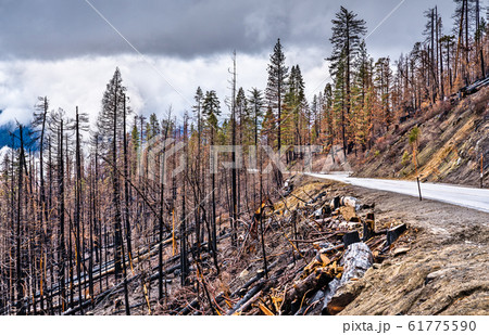 Burned down forest in Yosemite National Park, California 61775590