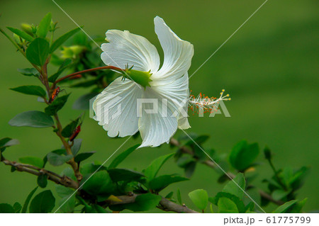 Hawaii Islands, Pacific Islands, Thailand, 61775799