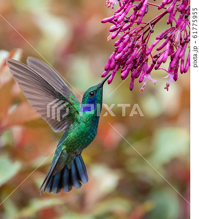 Hummingbird in Costa Ricaの写真素材 [61775955] - PIXTA