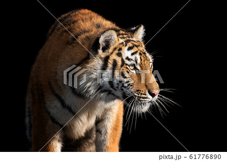 Close up face tiger isolated on black background Close up face tiger isolated on black background 61776890