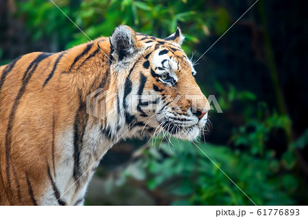 Close up Tiger on trees background Close up Tiger on trees background 61776893