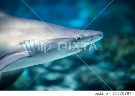 Underwater great white shark 61776894