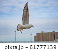 ユリカモメ羽ばたく 61777139