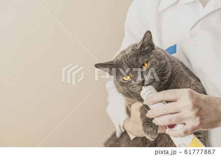Adorable gray cat is getting medicine from veterinarian Adorable gray cat is getting medicine from veterinarian 61777867