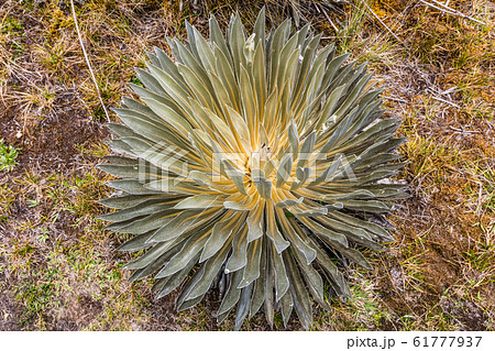 Paramo de Oceta Espeletia Frailejones Mongui Boyaca Colombia 61777937