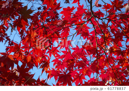 紅葉の天覧山 登山道入り口付近のモミジの写真素材
