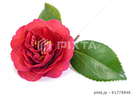 椿 (深度合成) 61778846