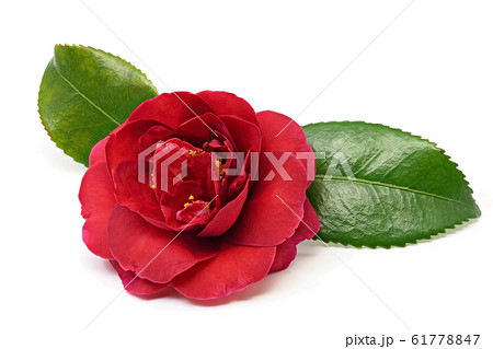 椿 (深度合成) 61778847