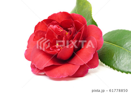 椿 (深度合成) 椿 (深度合成) 61778850