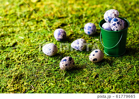 うずらの卵 うずらの卵 61779665