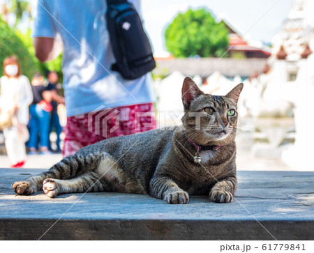 バンコク　観光客を迎える猫　ワット・アルン 61779841