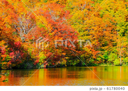 鎌池の紅葉 鎌池の紅葉 61780040
