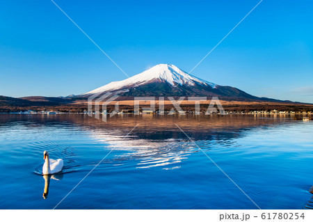 山梨県 冬の富士山　山中湖の逆さ富士と白鳥 61780254