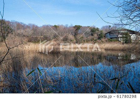 北本自然観察公園　湿地帯　埼玉県北本市 61780298