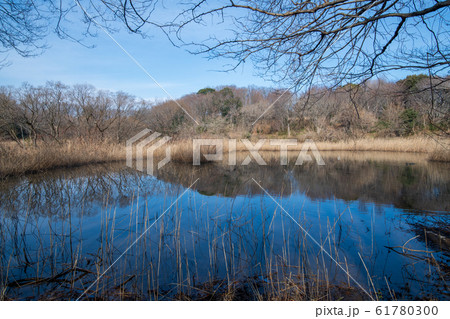 北本自然観察公園　湿地帯　埼玉県北本市 61780300