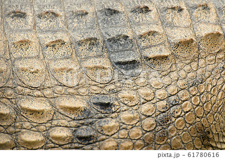 Freshwater crocodile texture 61780616