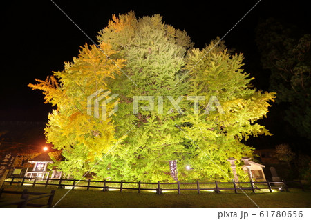 大イチョウ 大イチョウ 61780656