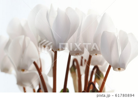 白いガーデンシクラメンの写真素材