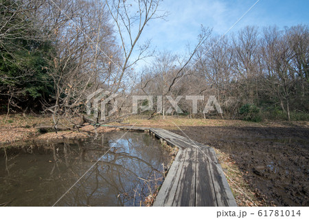 北本自然観察公園 遊歩道 埼玉県北本市 北本自然観察公園 遊歩道 埼玉県北本市 61781014