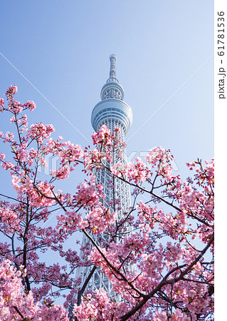 おしなり公園 河津桜と東京スカイツリー 縦構図の写真素材