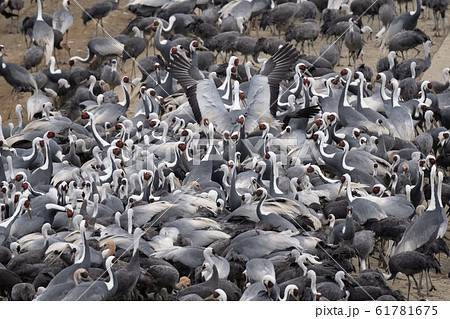 出水・餌場のツル達 出水・餌場のツル達 61781675
