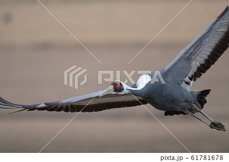 飛翔するマナヅル02 61781678