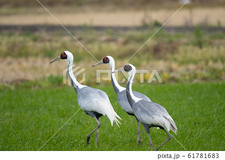 出水で越冬するマナヅル一家 61781683
