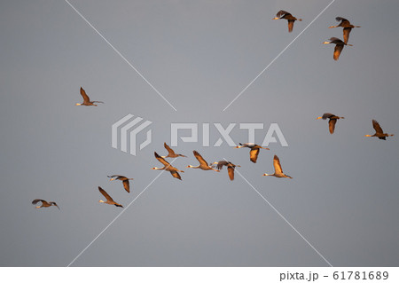 朝日を浴びて飛翔するツル達 61781689