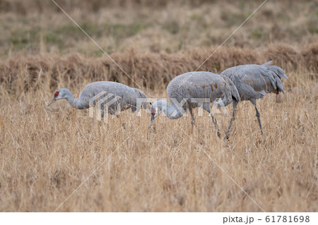 採餌中のカナダヅル達 採餌中のカナダヅル達 61781698