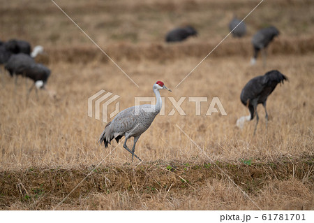 綺麗なカナダヅル 61781701