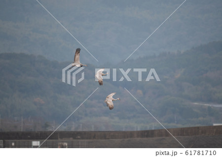 山バックに飛翔するカナダヅル02 61781710