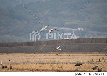 田んぼに着地するカナダヅル 田んぼに着地するカナダヅル 61781711