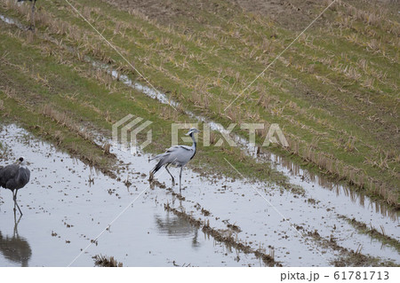 出水で越冬する優雅なアネハヅル 61781713