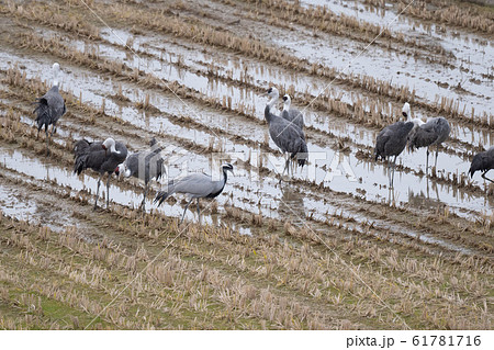 田んぼで休むアネハヅルとナベヅル 61781716