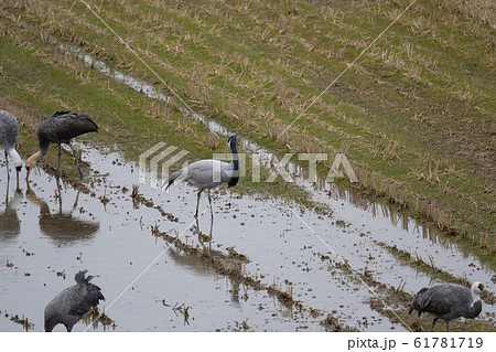 水を飲むアネハヅル 61781719